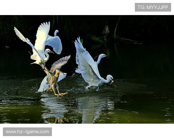 优雅飞翔,水下华舞:跳水运动的魅力 优雅飞翔,水下华舞:跳水运动的魅力